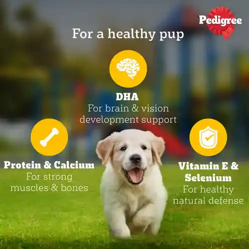 Pedigree Chicken & Liver Chunks In Gravy Puppy Wet Food, 130g