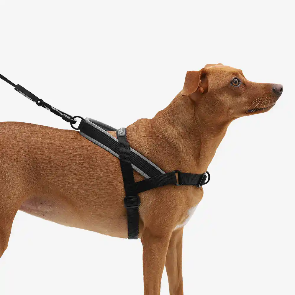 Zee.dog Softer Walk Harness Gotham for Dogs