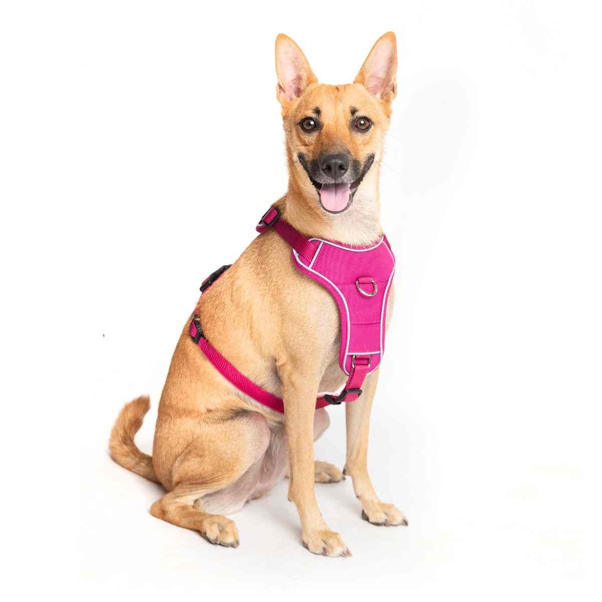 Ezra Comfort Harness for Dogs, Violet (Medium)