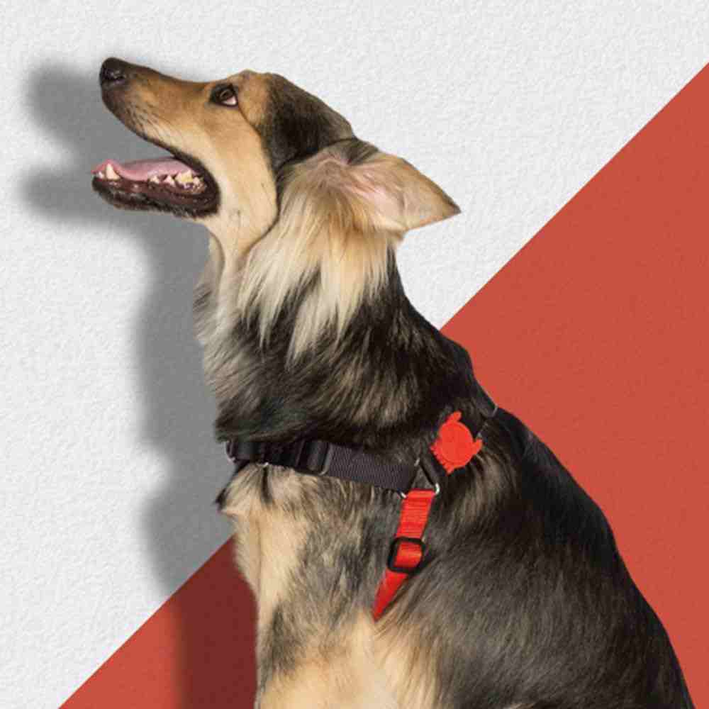 Zee.Dog Fatboy Soft Walk Dog Harness