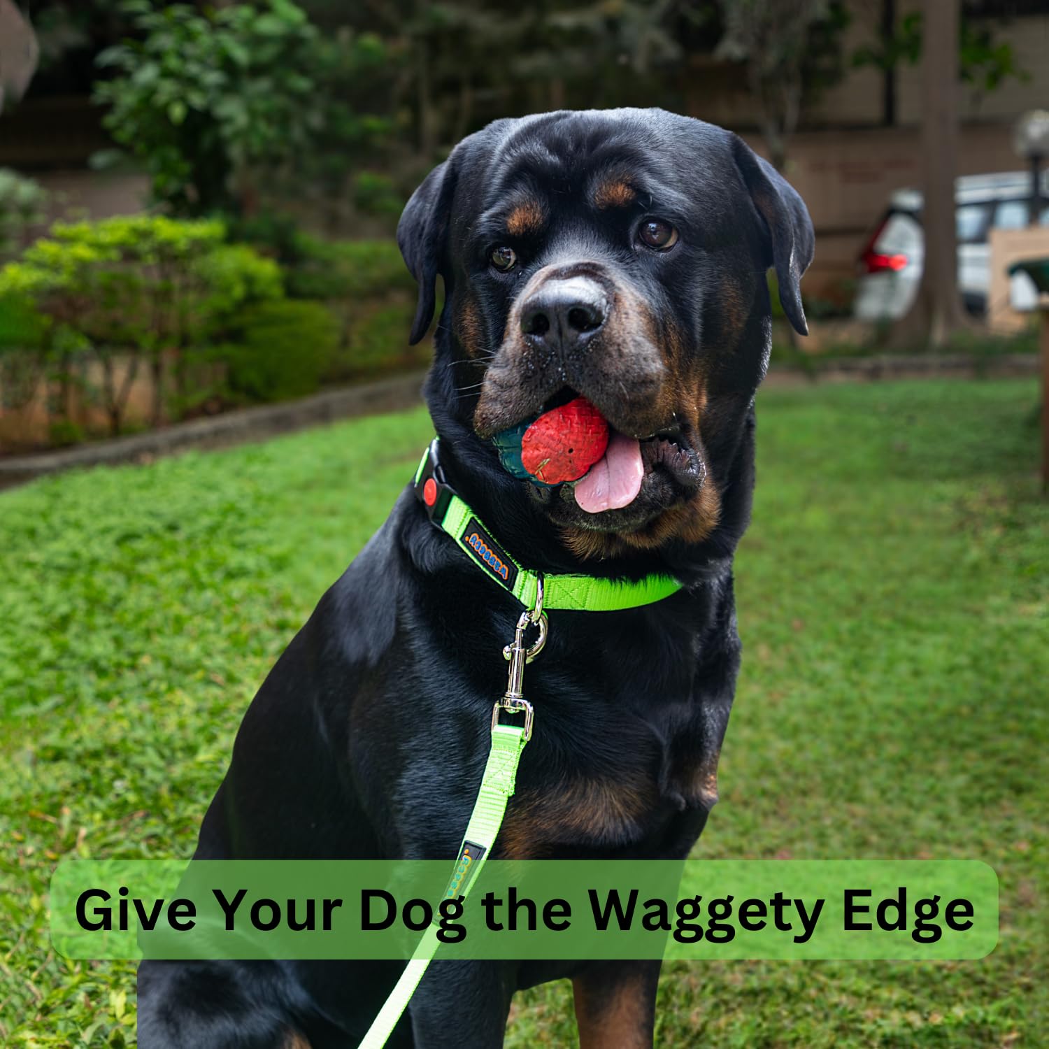 Waggety Padded Dog Collar, Green