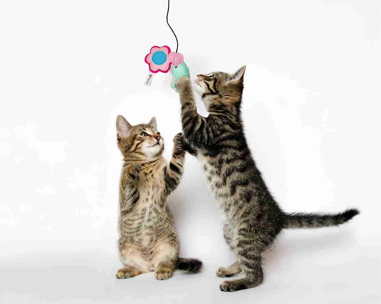 Barkbutler Fofos Magn Cat Garden Teaser Toy