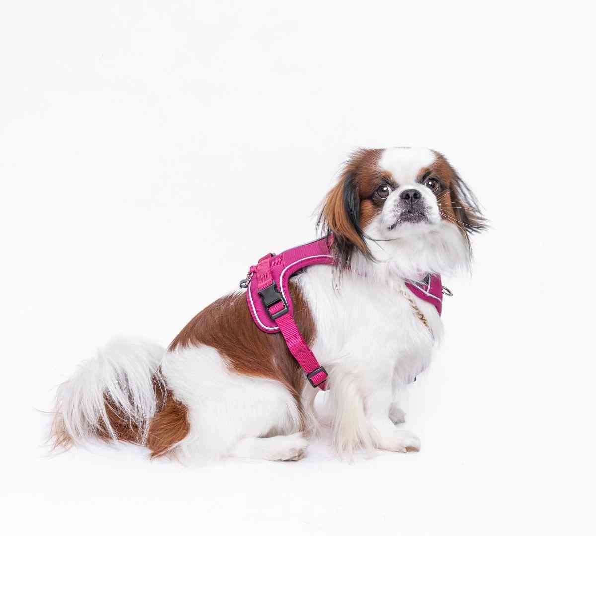 Ezra Comfort Harness for Dogs, Violet (Medium)