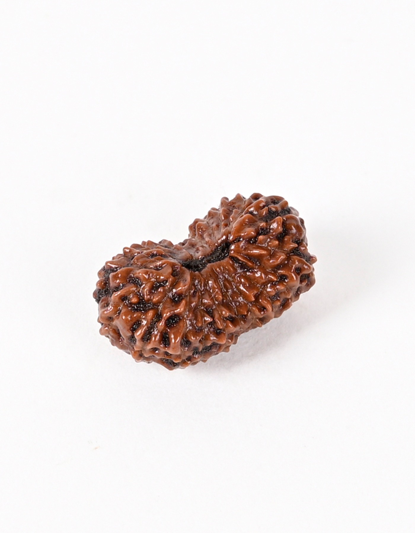Shiv Ratan Kendra 20 Mukhi Indonesian Origin Rudraksha Beads- Promotes Wisdom & Prosperity