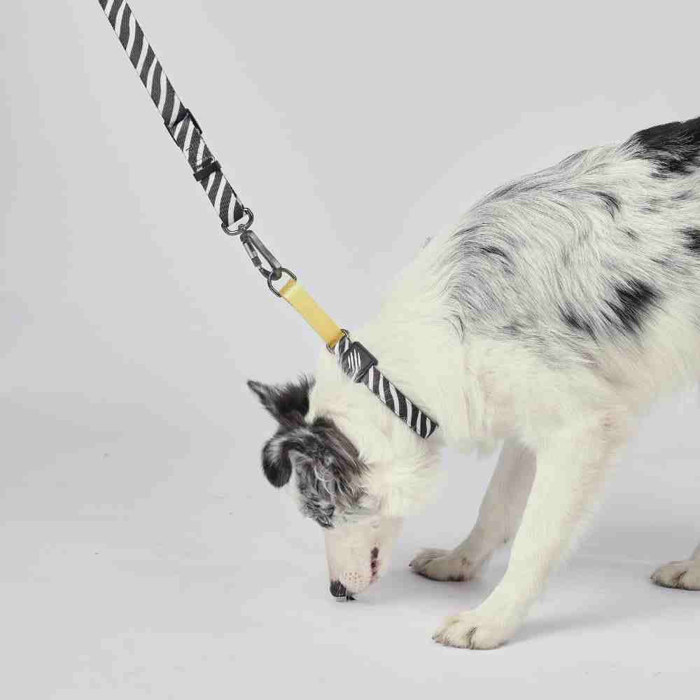 M-Pets Wild Safari Collar for Dogs