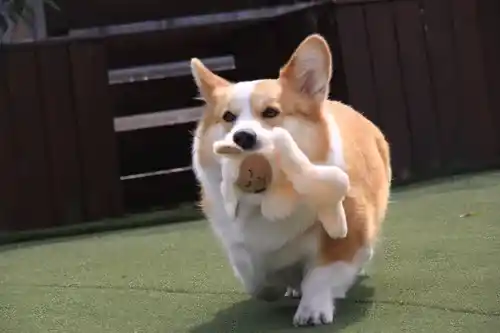 Barkbutler Fofos Glove Plush Sheep Toy for Dog (Beige)