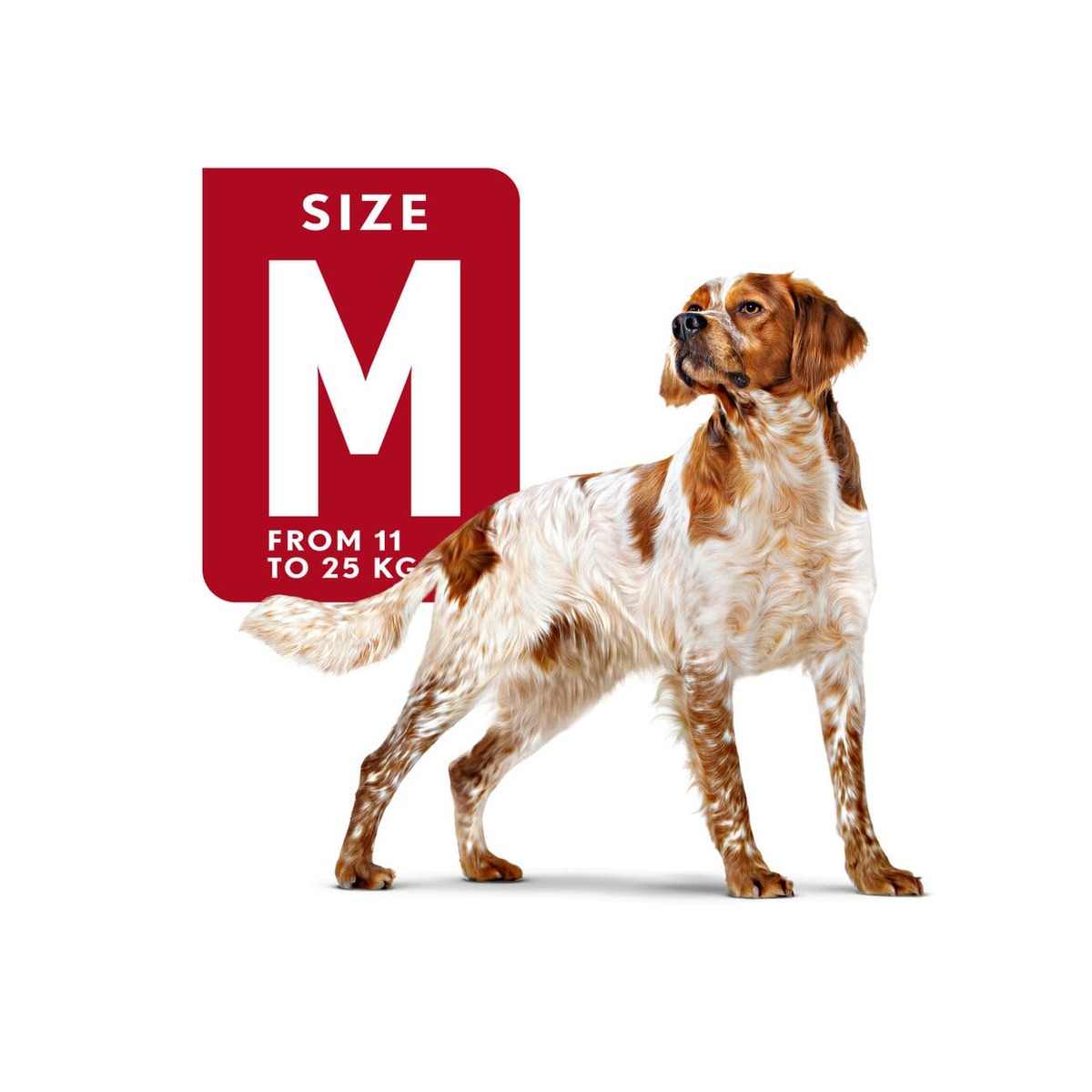 Royal Canin Medium Adult Wet Dog Food - 140 g