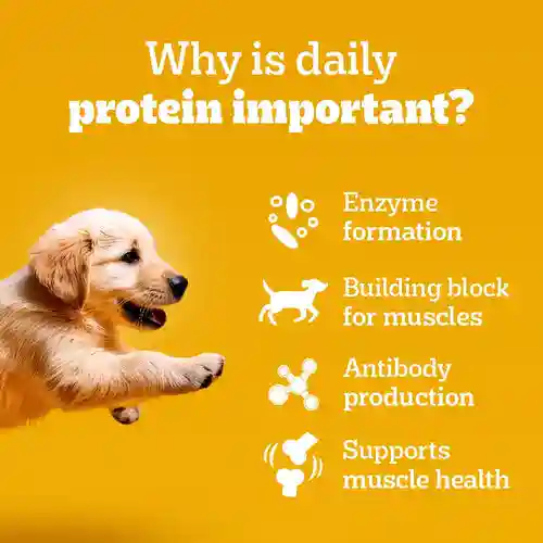 Pedigree Chicken & Liver Chunks In Gravy Puppy Wet Food, 130g