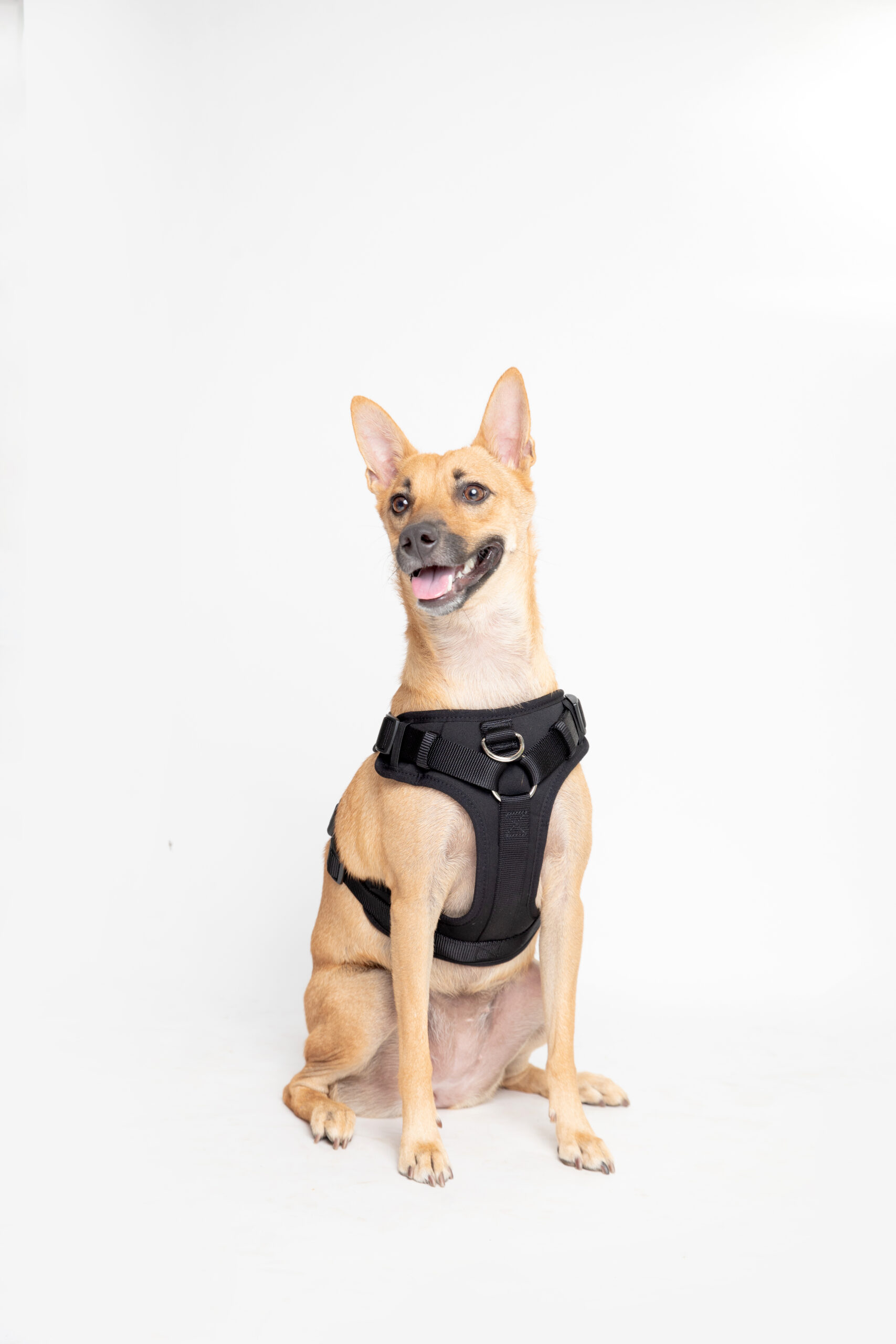Ezra Neoprene Harness For Dogs - Black