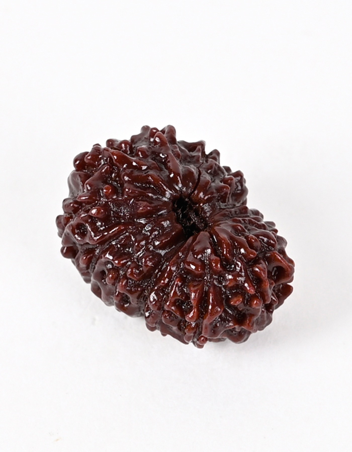 Shiv Ratan Kendra 15 Mukhi Indonesian Origin Rudraksha Bead - Enhances Wisdom & Removes Sufferings