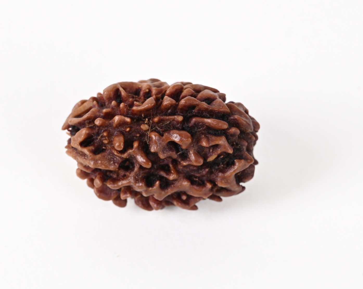 Shiv Ratan Kendra 3 Mukhi India Quality Rudraksha Bead- Enhances Self-Confidence & Removing Negativity I 100% Natural & Genuine Quality - Lab Certified