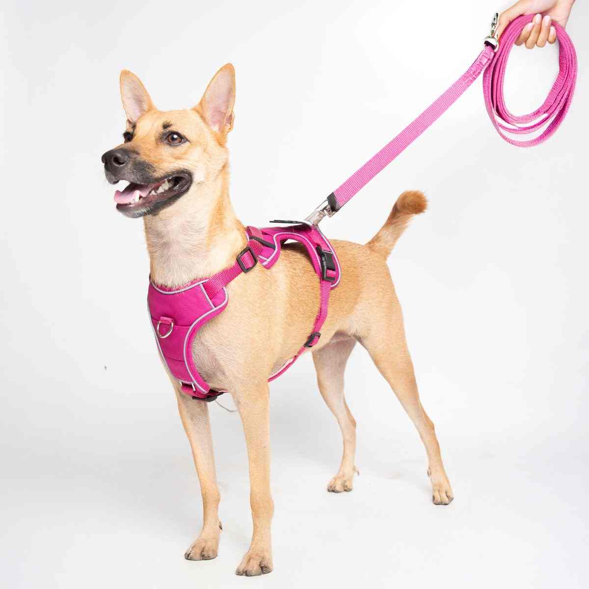Ezra Comfort Harness for Dogs, Violet (Medium)
