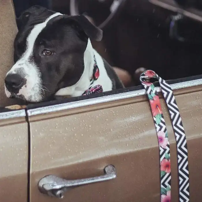 Zee.Dog Mahleb Leash for Dogs