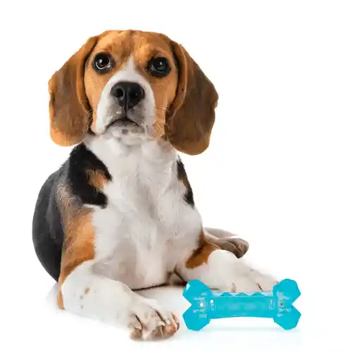 Barkbutler Fofos Cooling Bone Freezable Chew Toy for Dogs (Blue)