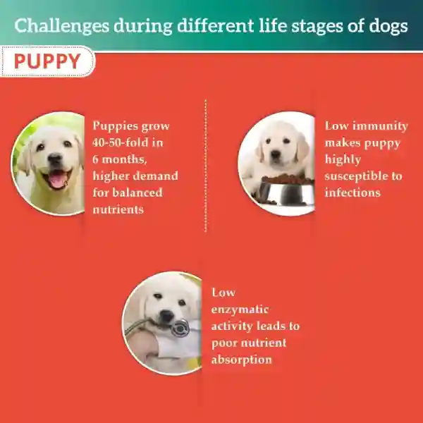 Himalaya Chicken and Rice Puppy Dry Dog Food