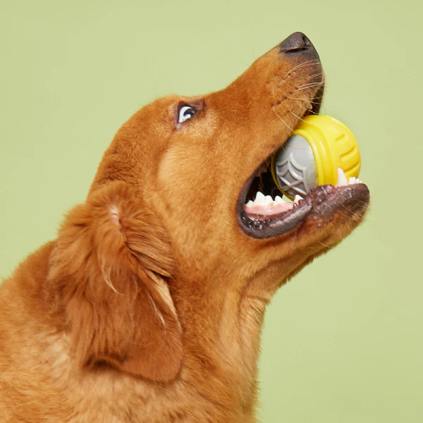 Barkbutler x Fofos Flexy Ultra Bounce Ball Dog Toy
