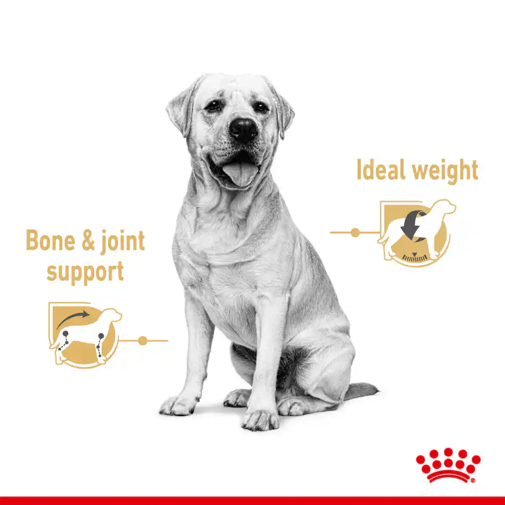 Royal Canin Chunks In Gravy Labrador Retriever Adult Wet Dog Food, 140g