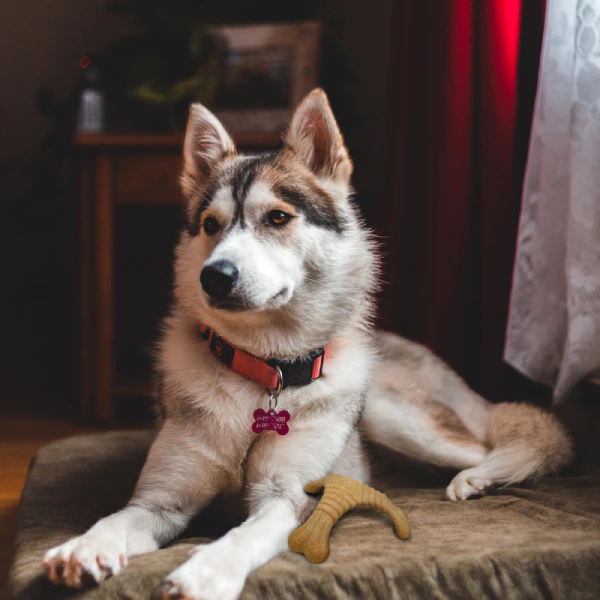 Barkbutler x Fofos Woodplay Triangle Durable Dog Chew Toy - Brown