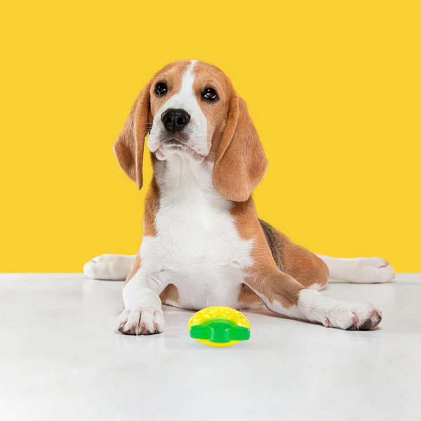 Barkbutler x Fofos Puppy fruity-bites Squeaky Jelly Pineapple Dog Chew Toy