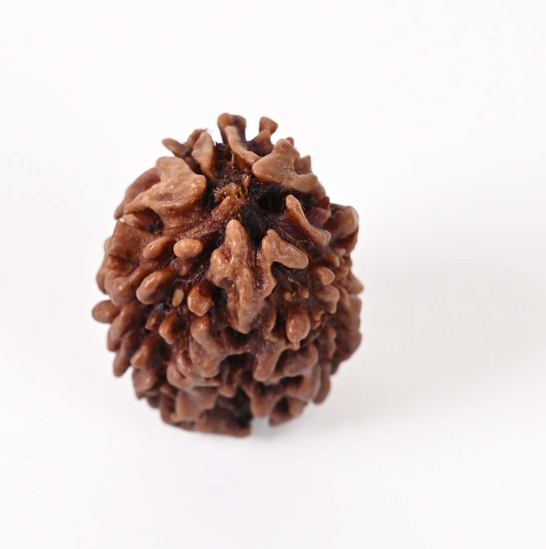 Shiv Ratan Kendra 3 Mukhi India Quality Rudraksha Bead- Enhances Self-Confidence & Removing Negativity I 100% Natural & Genuine Quality - Lab Certified