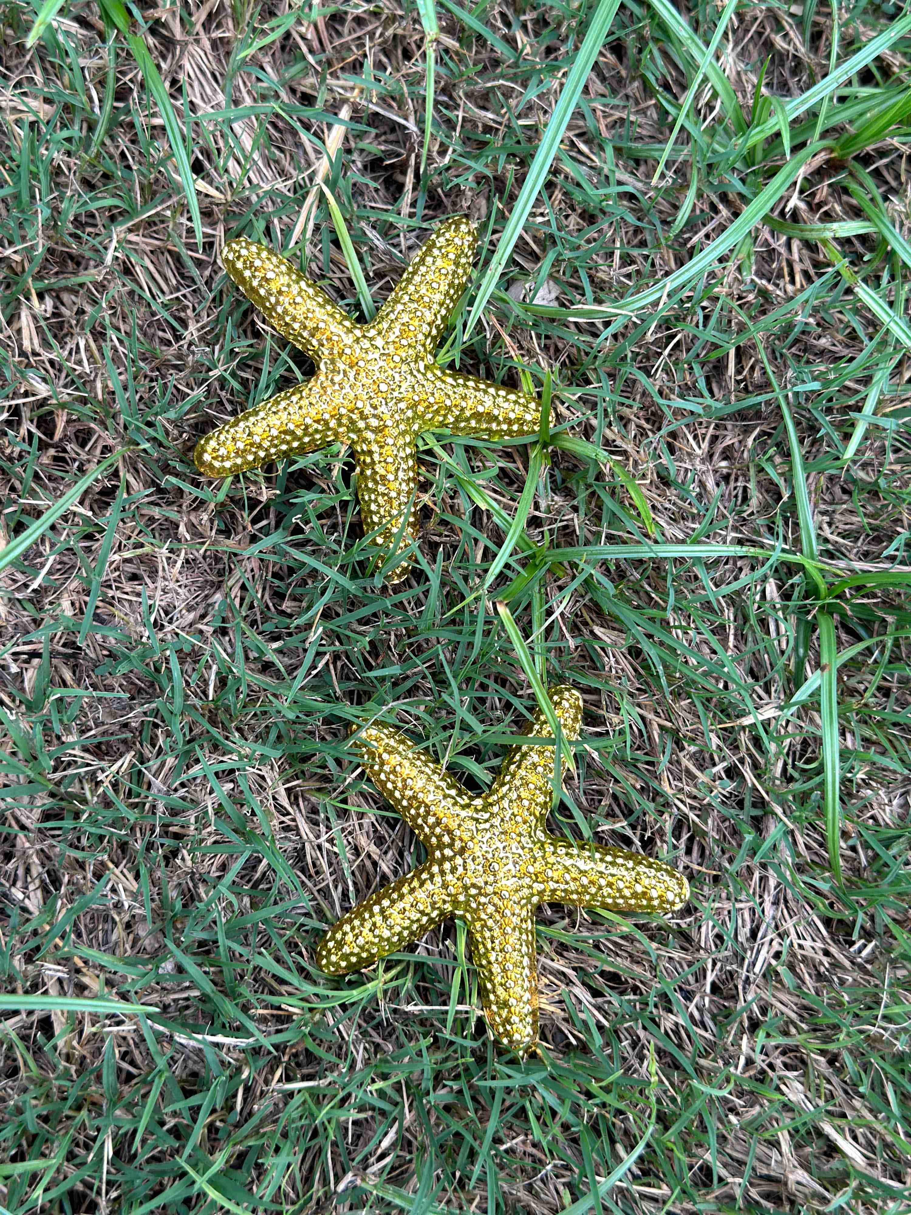 The Golden Starfish
