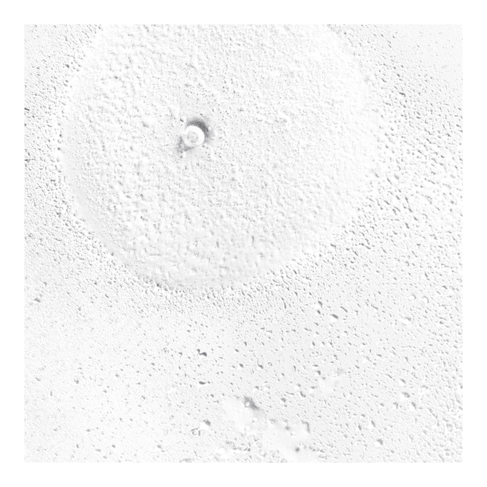 Blossom & Bloom™ Ginseng + Biotin Hair Thickening + Volumizing Spray • 141ml