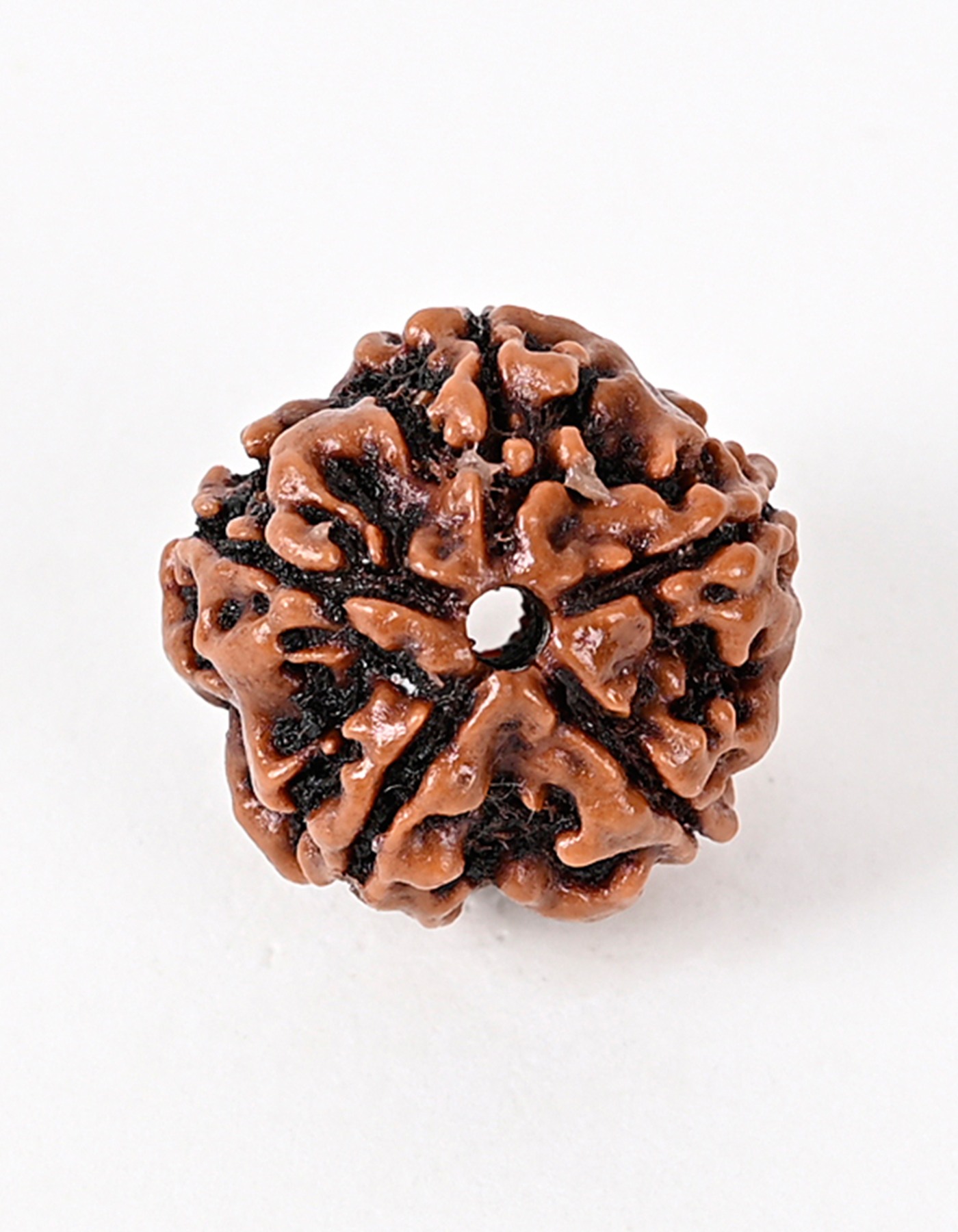5 Mukhi Nepali Rudraksha Bead- Mental & Spiritual Growth I 100% Natural & Genuine Quality - Lab Certified