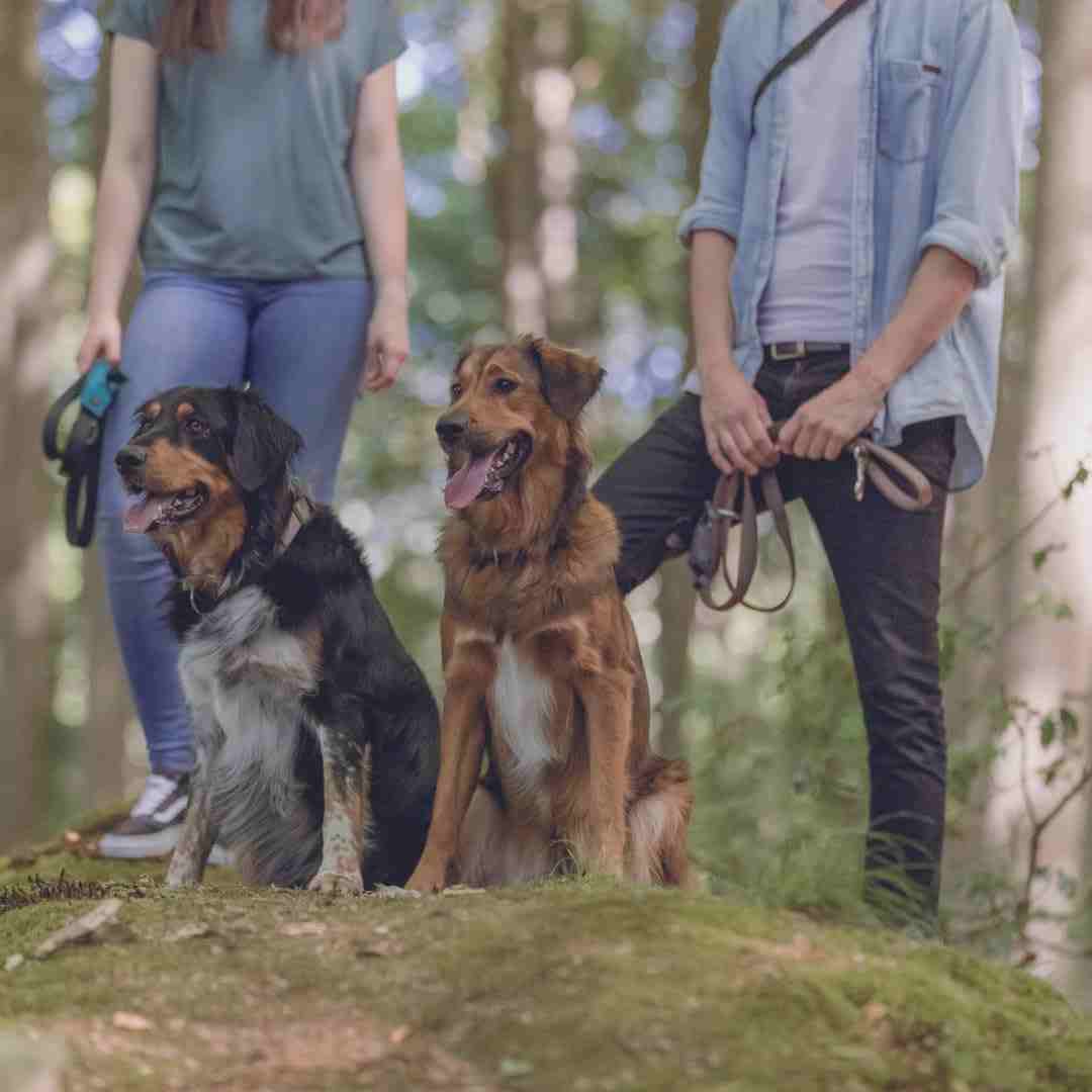 Trixie Premium Leash for Dogs, Black