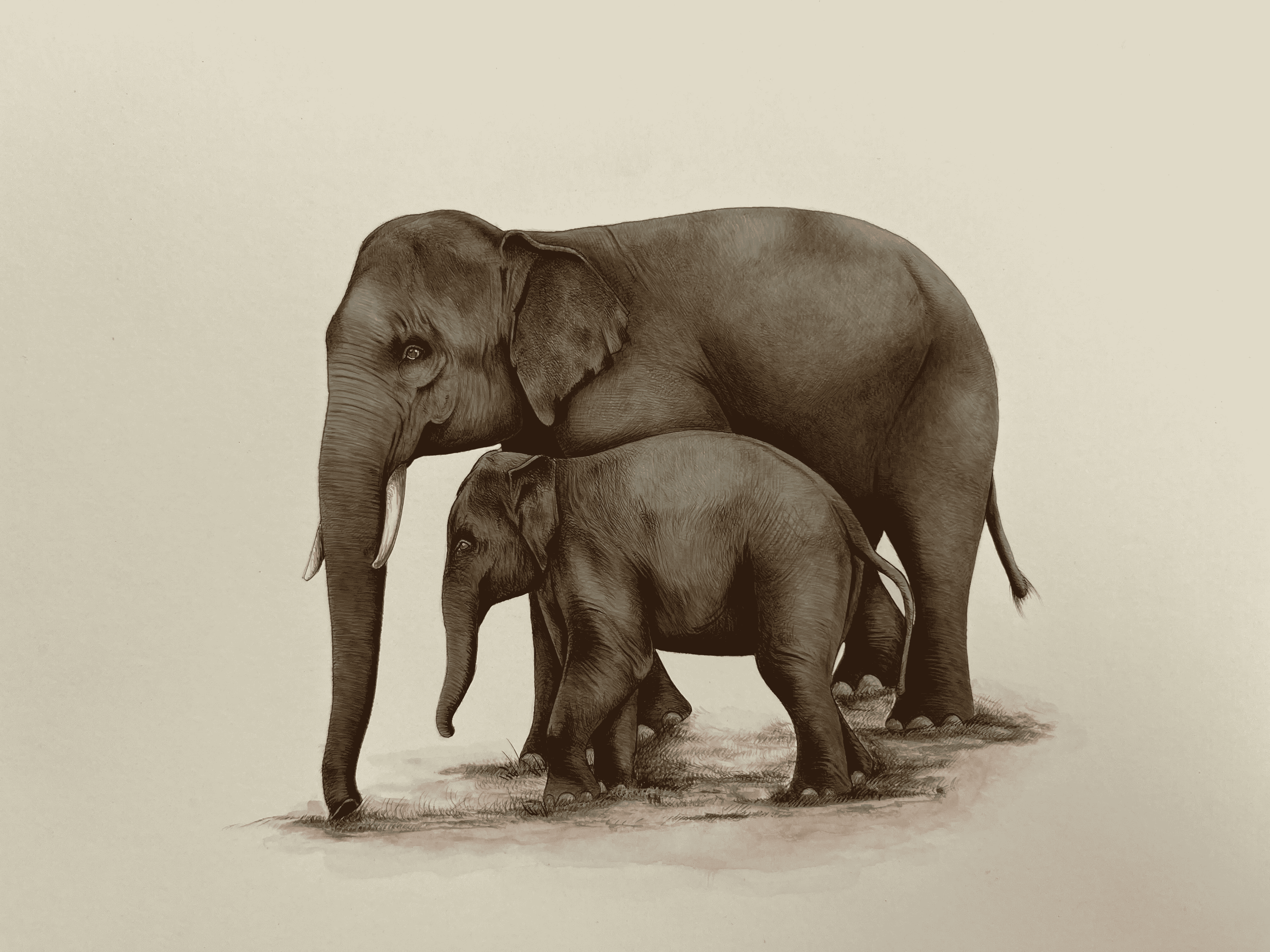 Elephant Mother and Son Depicting love In Miniature Painting