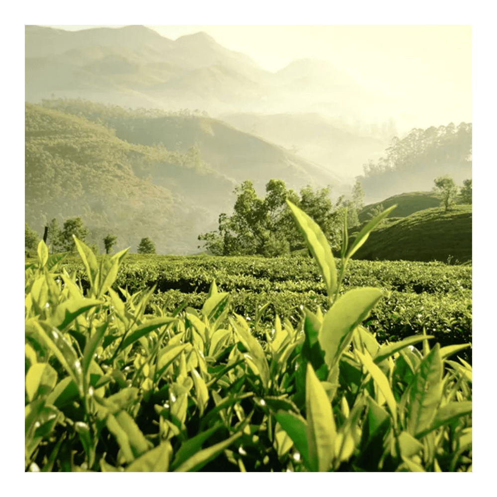 Tender Light Eau De Parfum • 100ml