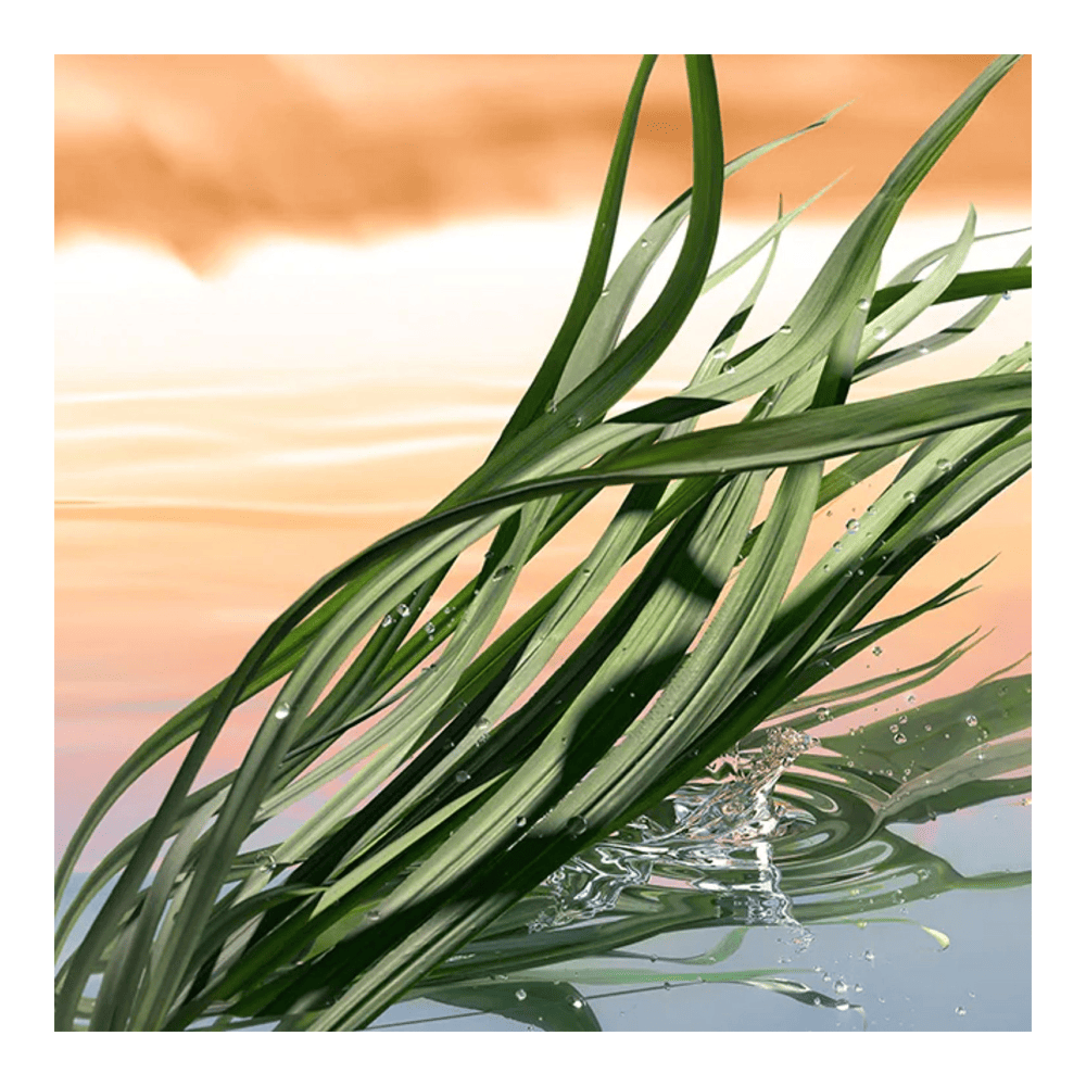 Blushing Sands Eau De Parfum • 100ml