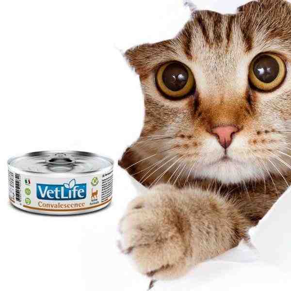 Farmina Vet life Convalesence Wet Cat Food - 85 g
