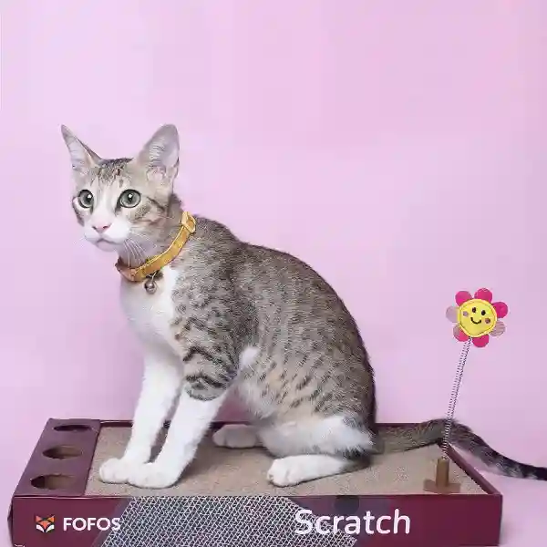 FOFOS ROCK & ROLL Play Box Cat Toy