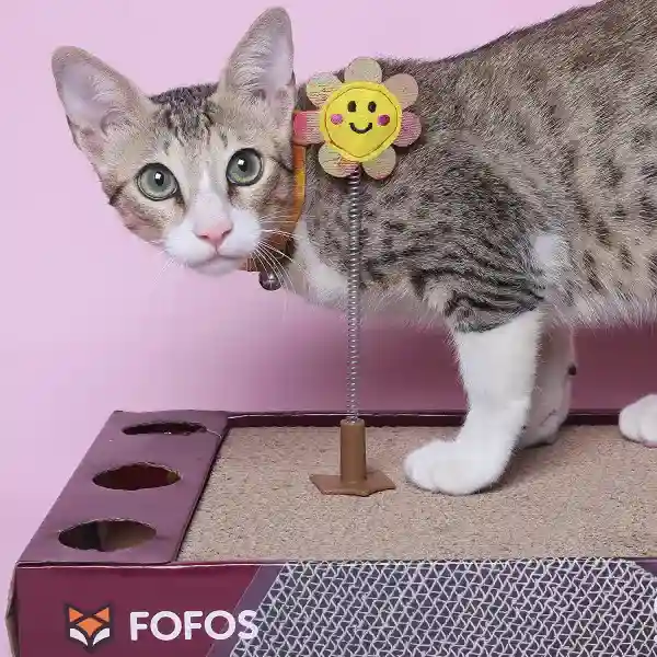 FOFOS ROCK & ROLL Play Box Cat Toy