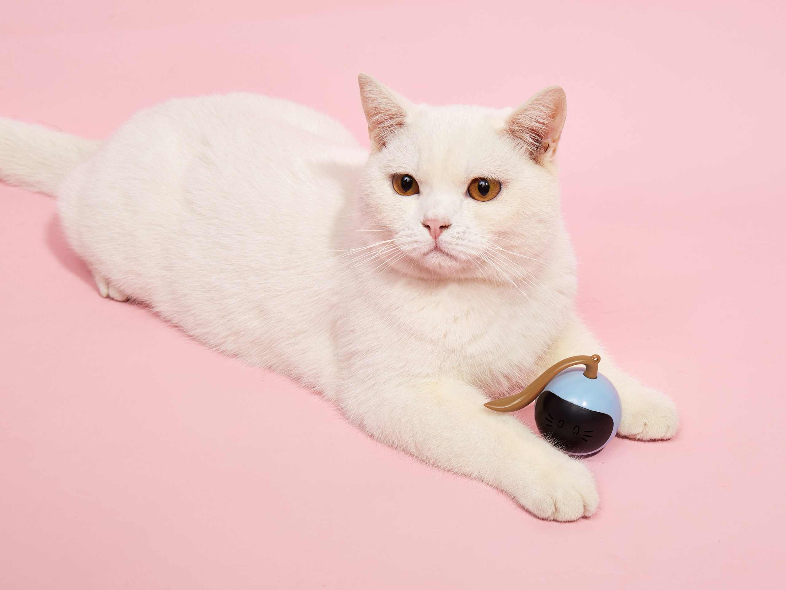 FOFOS Magic Ball Tumbler Smart Toy for Cats (White)