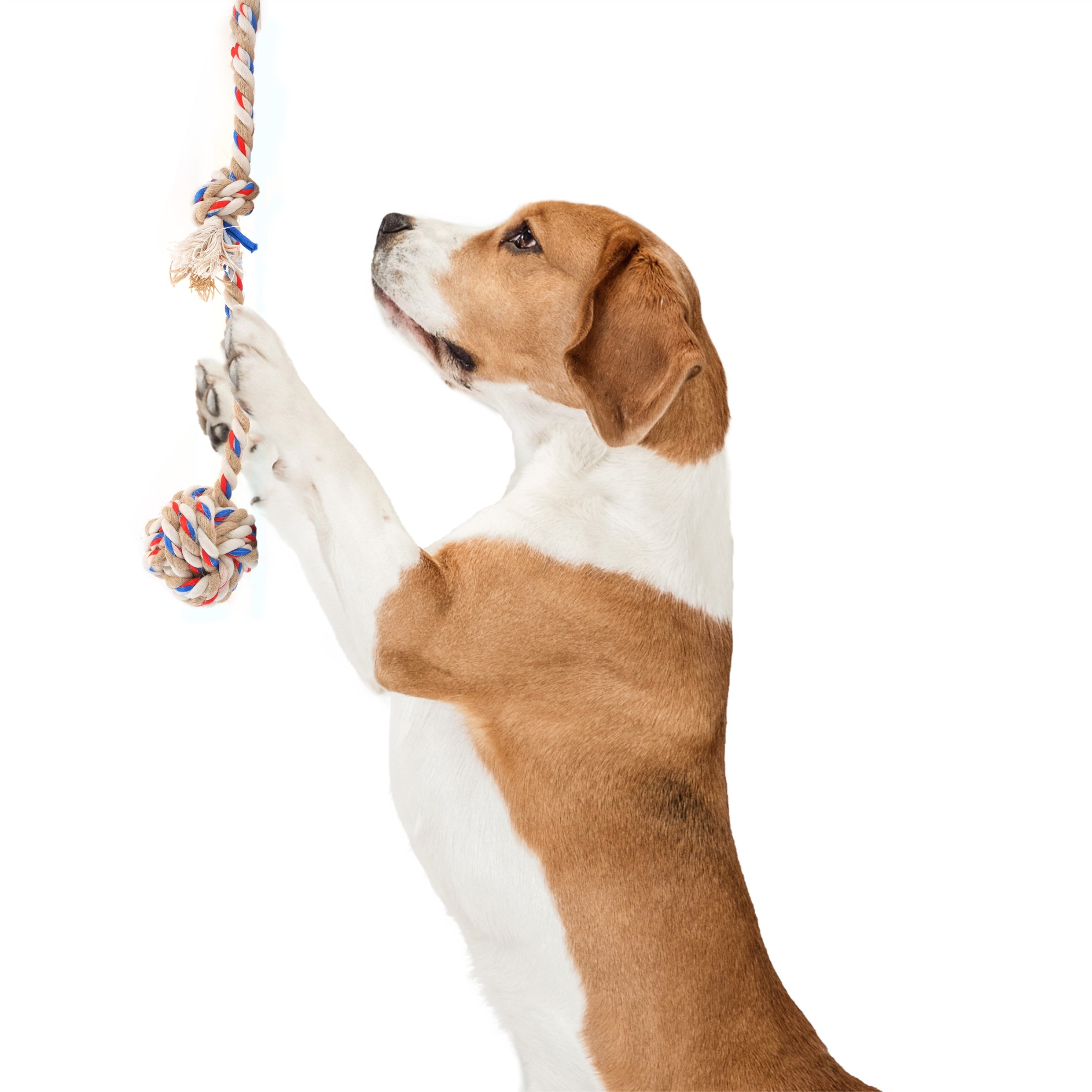 FOFOS | FOFOS Flossy Three Knots Rope with Ball Toy For Dogs