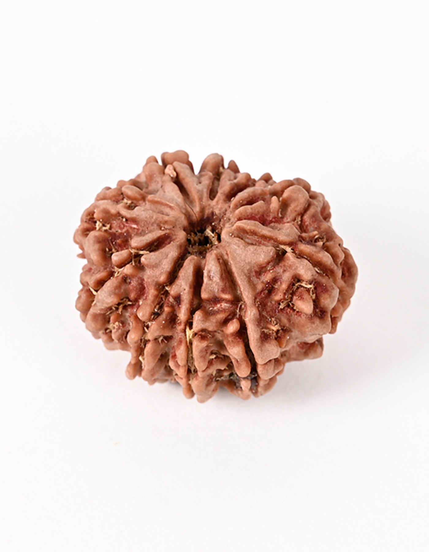Shiv Ratan Kendra 10 Mukhi Nepal Origin Superspecial Rudraksha Bead- Enhances Will Power & Positive Energy