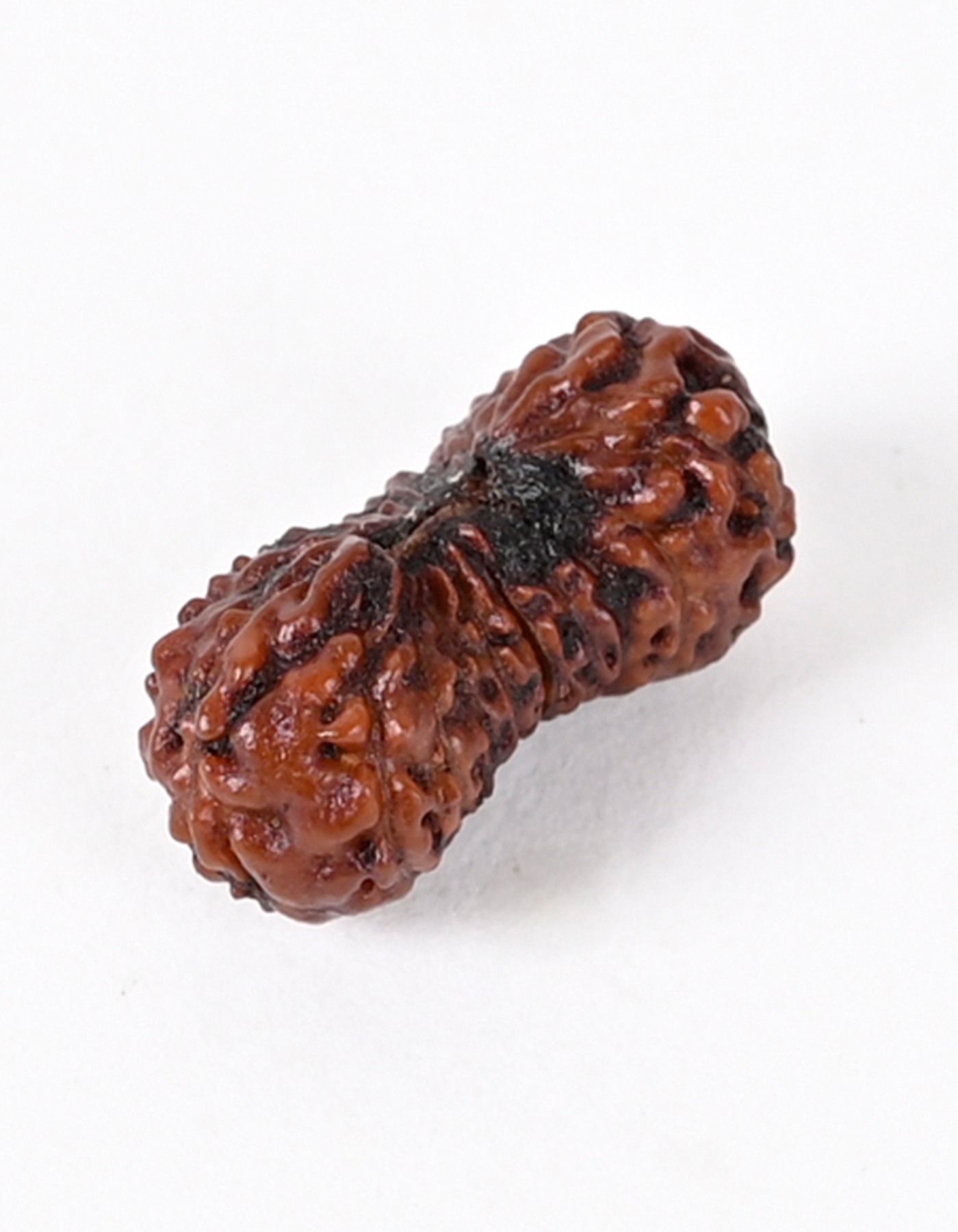 Shiv Ratan Kendra 21 Mukhi Indonesian Rudraksha Bead - Enhances Health, Wealth & Prosperity