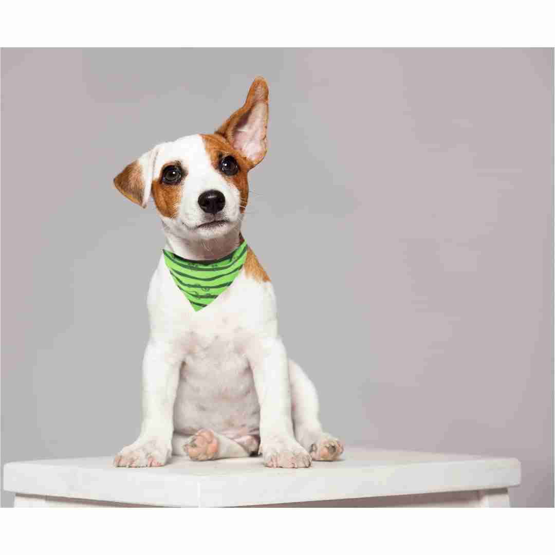 Trixie Collar with Neckerchief for Dogs, Apple Green