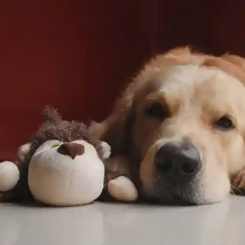Barkbutler Boh The Bear Plush Toy for Dogs (Brown)