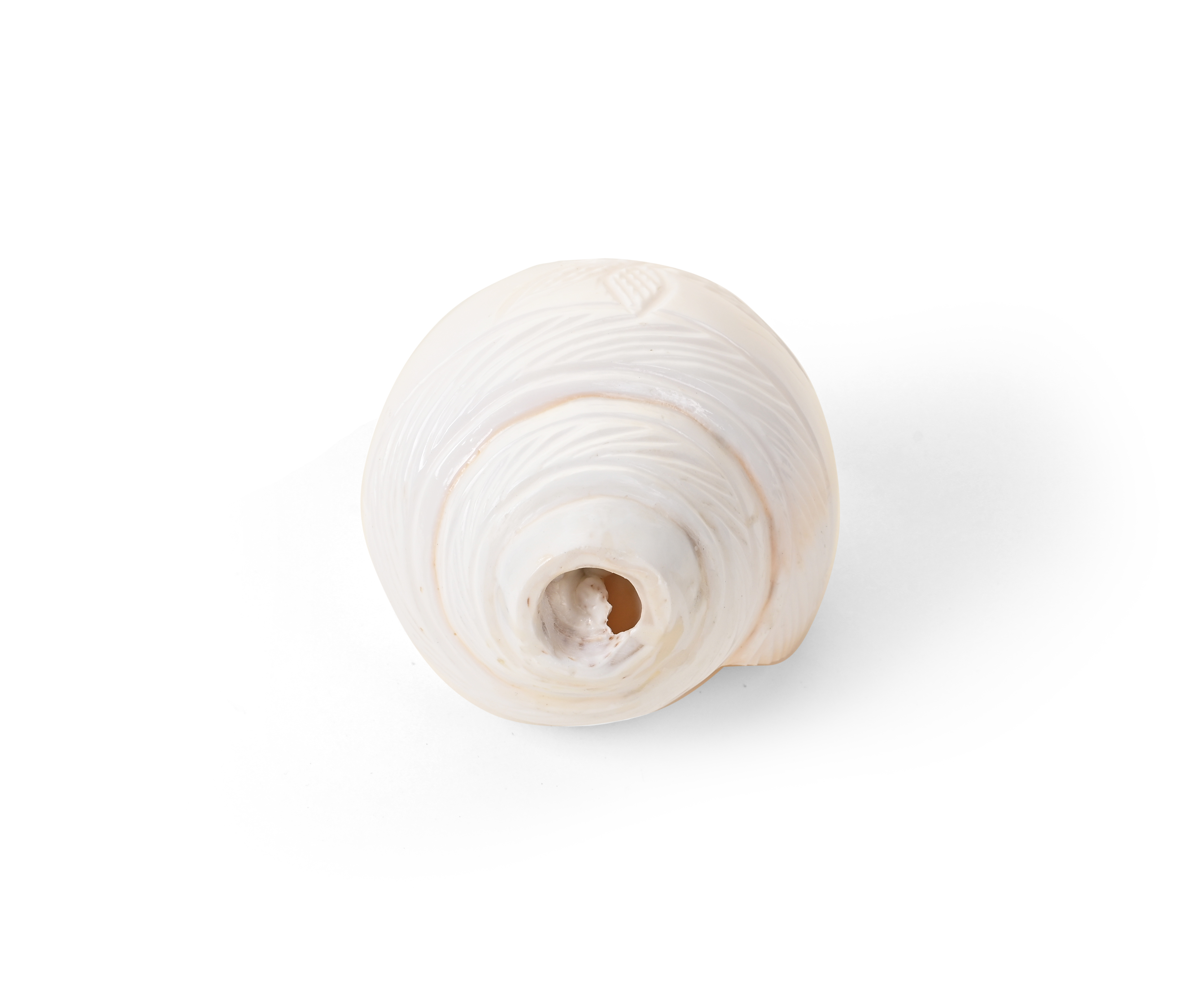 Genuine Quality Shankh