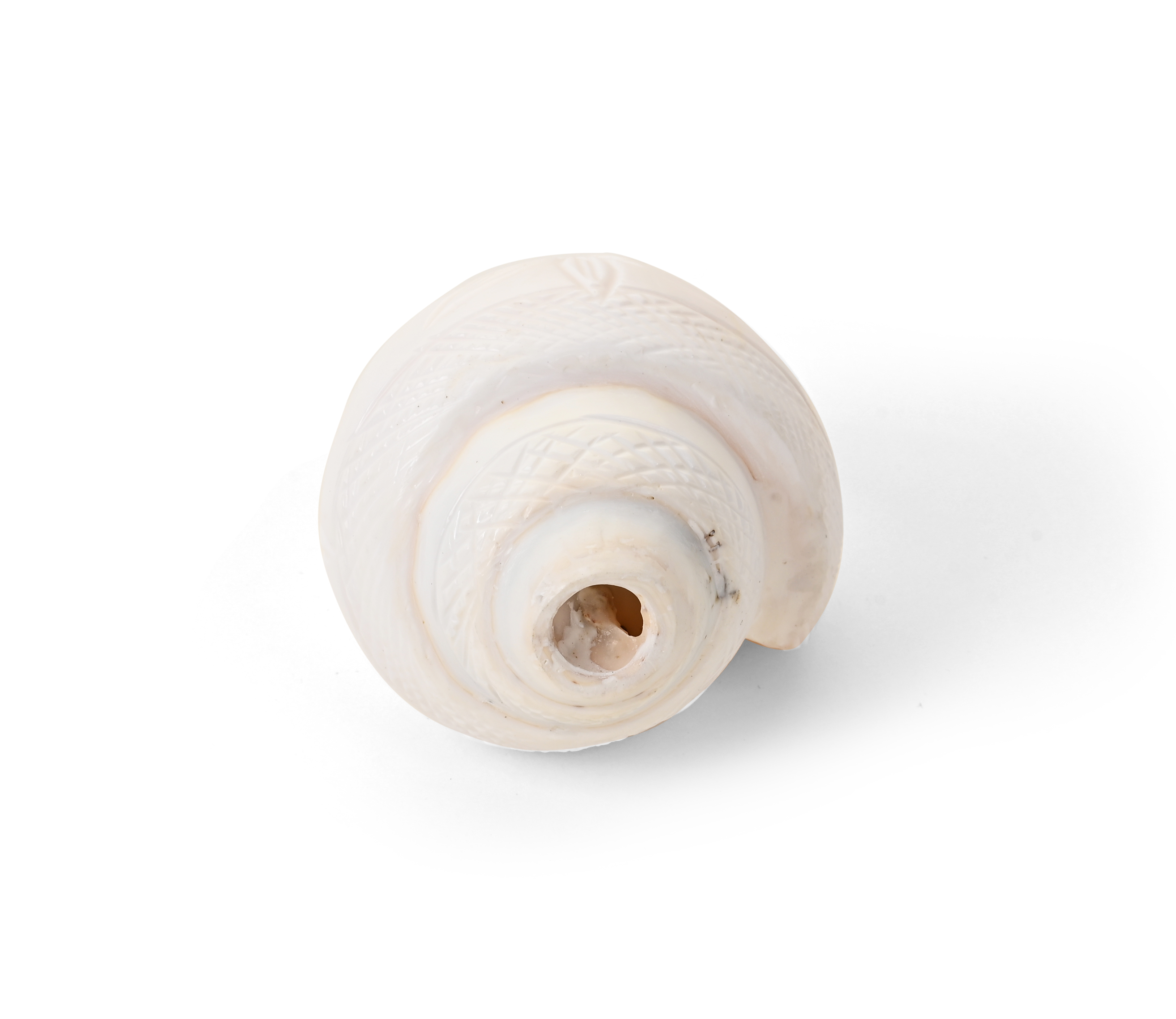 Genuine Quality Shankh