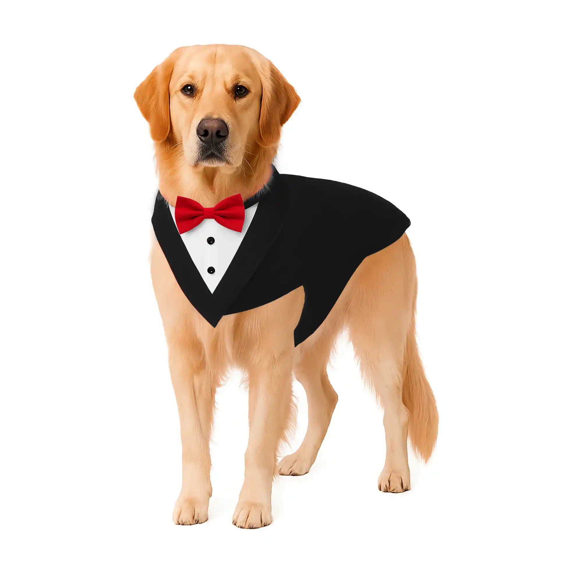 PawsIndia Black & White Tuxedo Suit, Red Carpet Ready