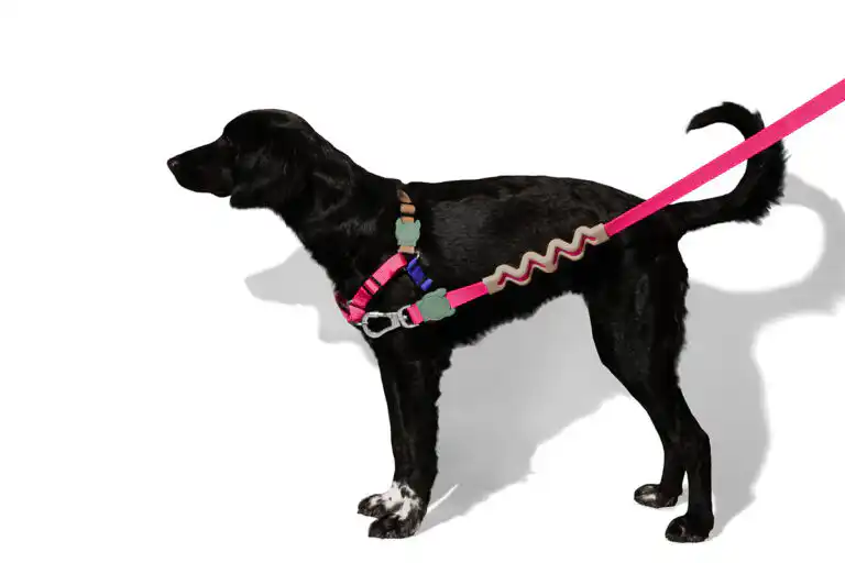 Zee.Dog Yucca Softwalk Harness for Dogs