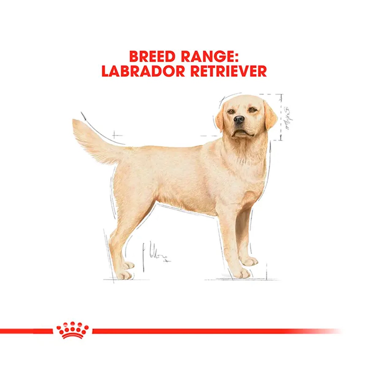 Royal Canin Labrador Adult Dry Dog Food