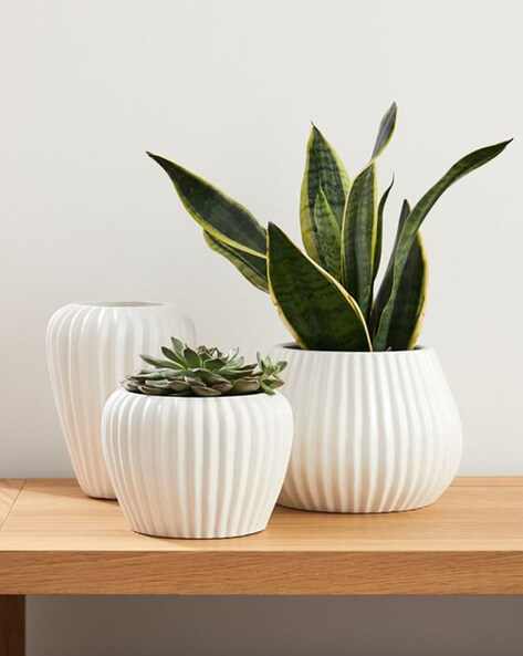 Sanibel Ceramic Tabletop Planter, White