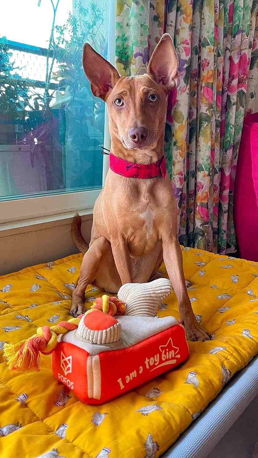 Barkbutler Fofos Hide And Seek Plush Rope Toy for Dogs