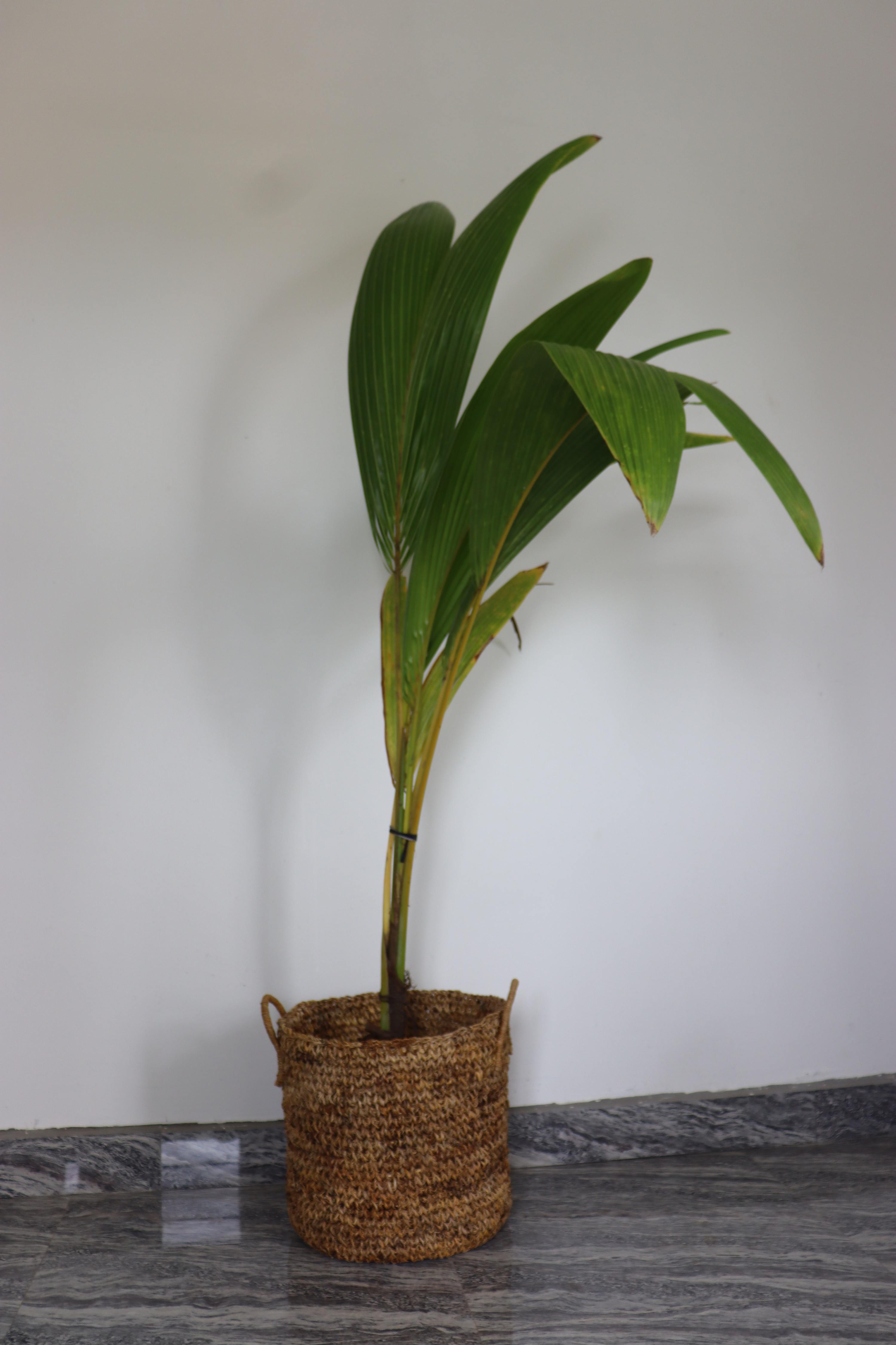 Banana Bark Planter
