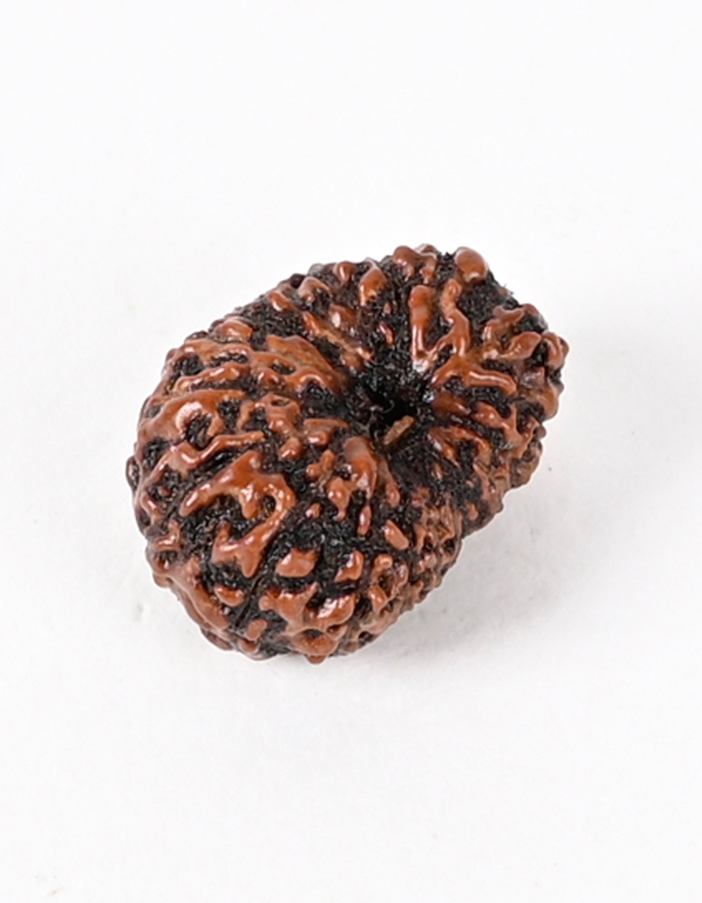 Shiv Ratan Kendra 17 Mukhi Indonesia Origin Rudraksha Beads- Enhances Manifestation, Success & Achievements II