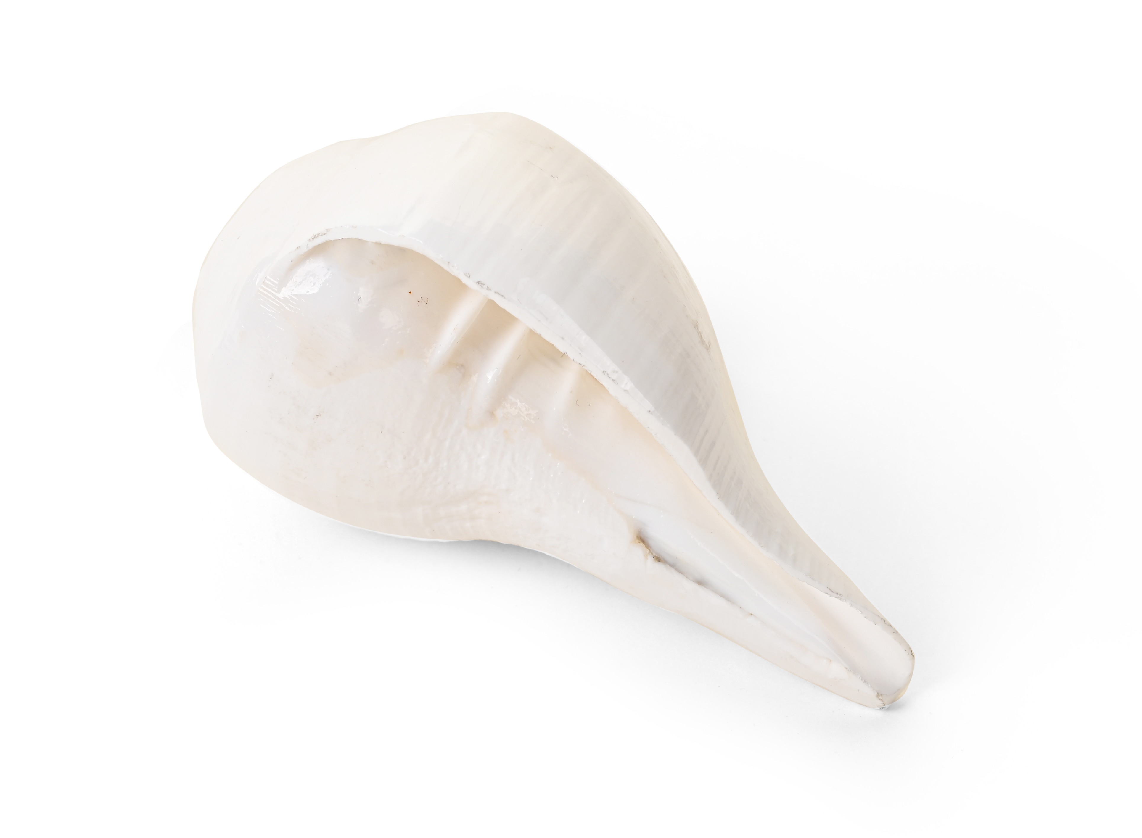 Genuine Quality Shankh